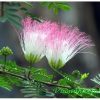 kieu hung surinam