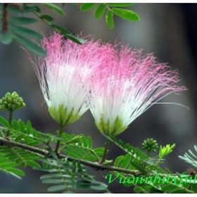 kieu hung surinam
