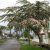 kieu hung surinam