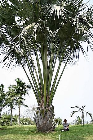 la buong