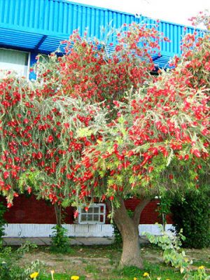 Liễu rũ - Salix babylonica