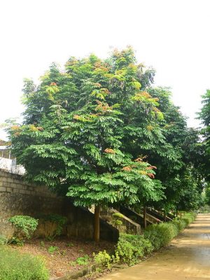 lim xanh