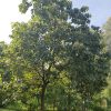 Lõi thọ - Gmelina arborea