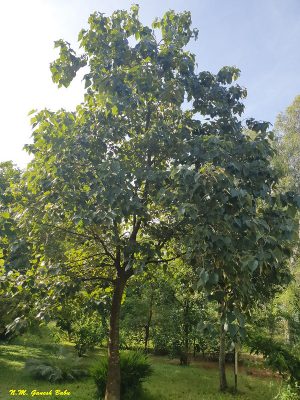 Lõi thọ - Gmelina arborea