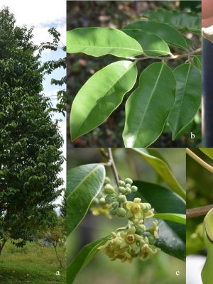 Dó bầu ( Trầm hương ) - Aquilaria crassna